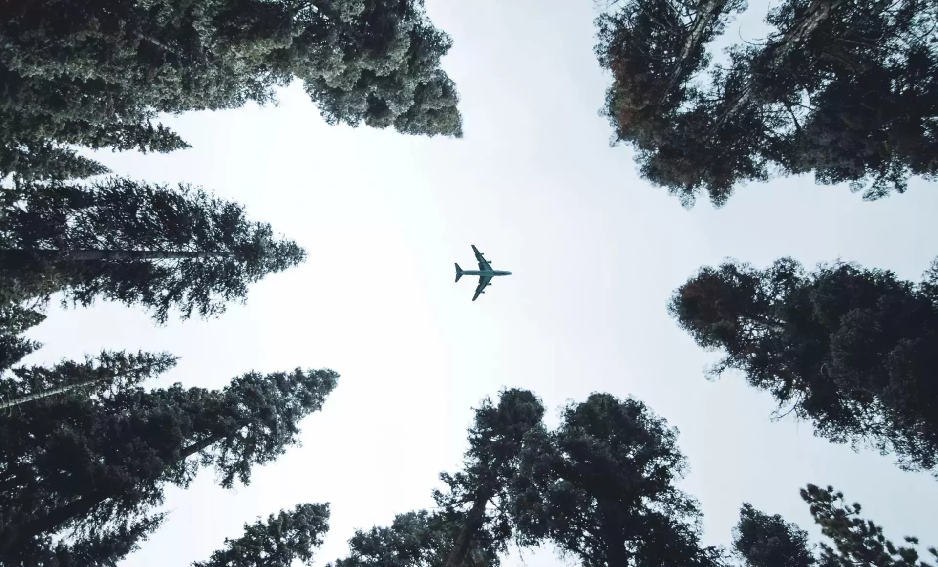 Air freight — plane over forest